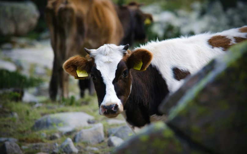 there are cows that are standing together in the field