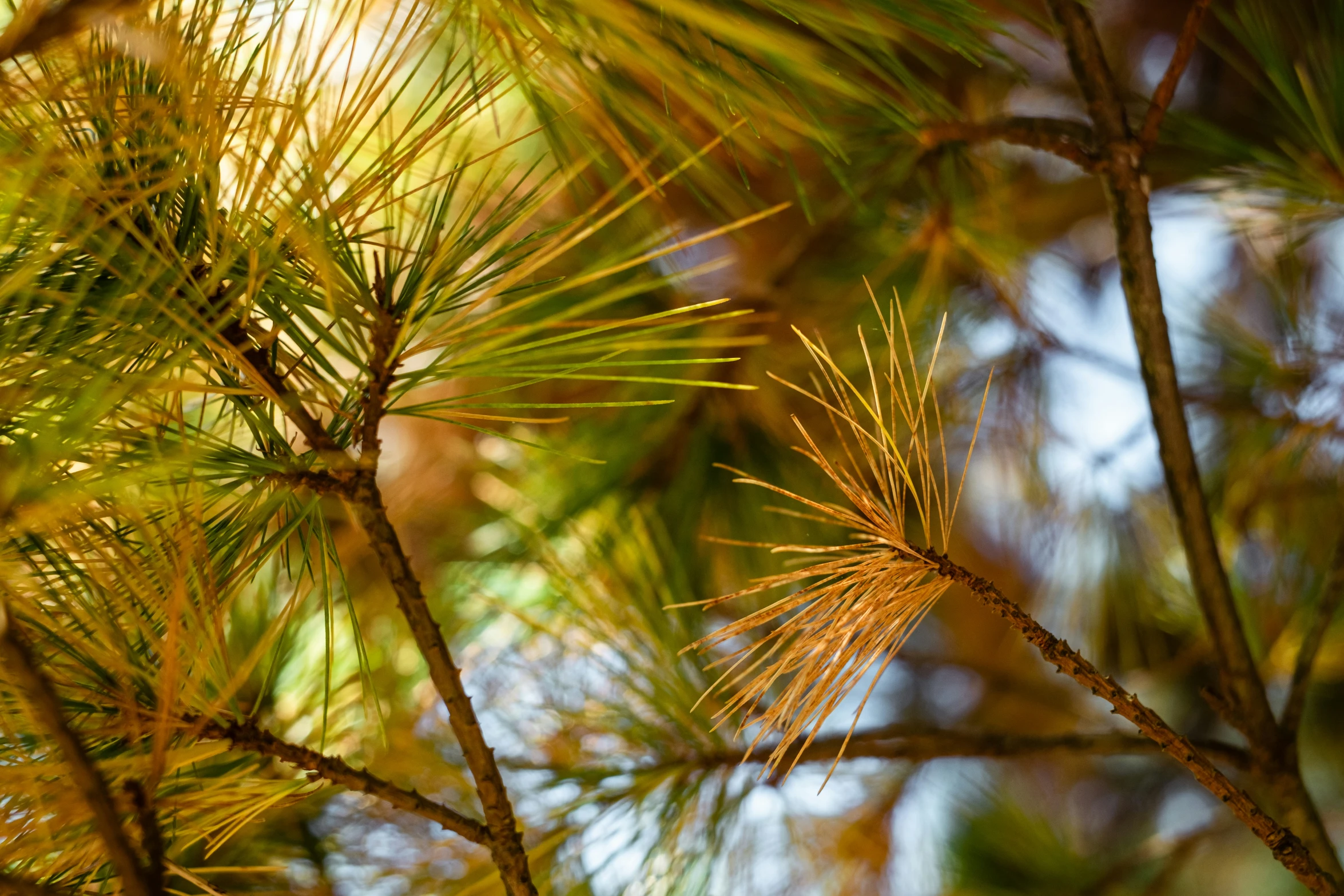 pine needles seen from the nches of a tree