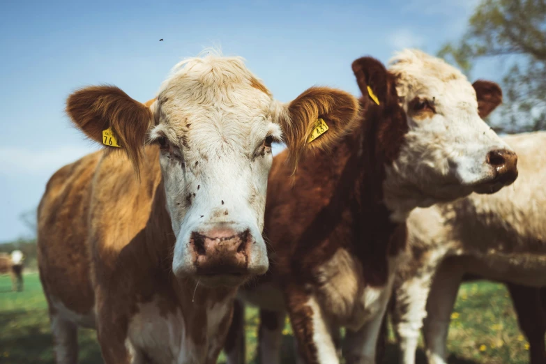 three cows stand close to the camera while onlookers look on