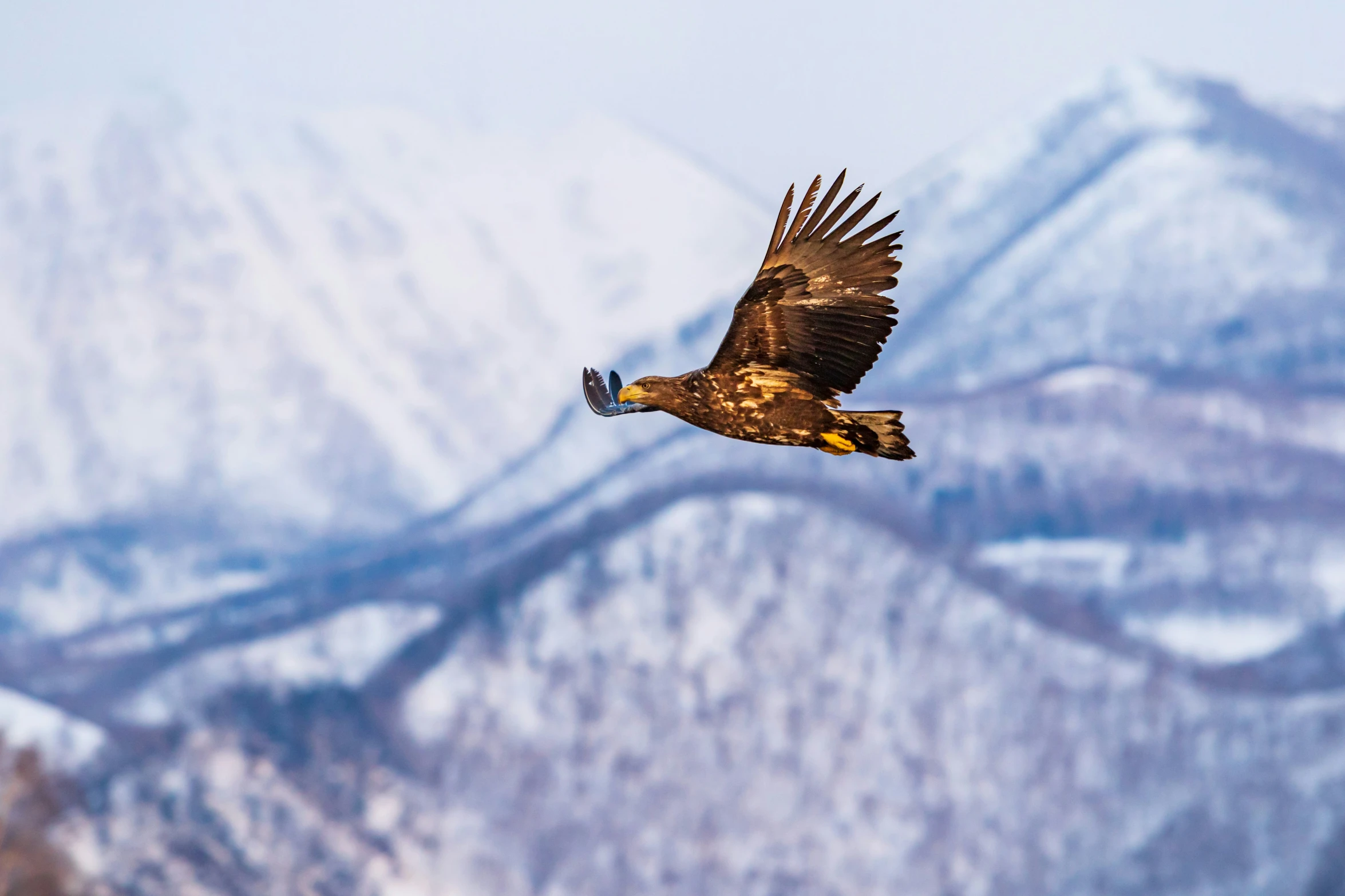 a bird that is flying through the air