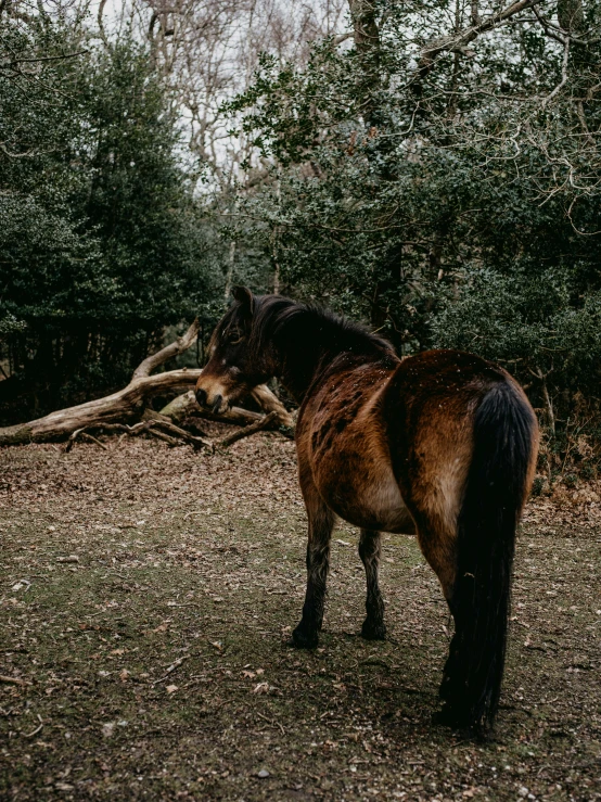 a small brown horse standing next to a pile of trees