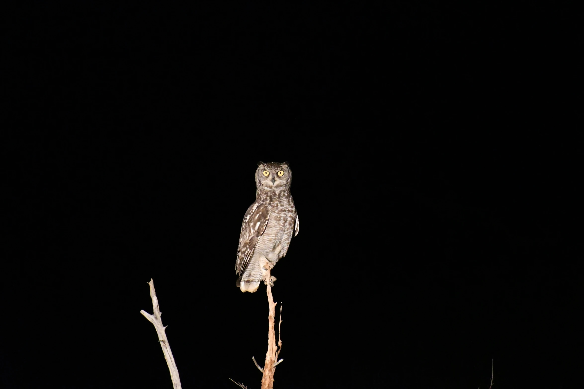 a bird perched on top of a dry tree nch at night