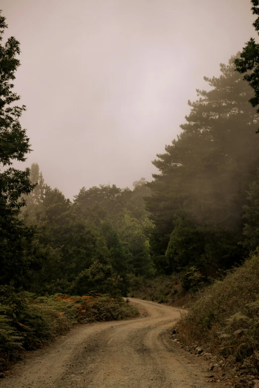 a road with lots of trees on both sides