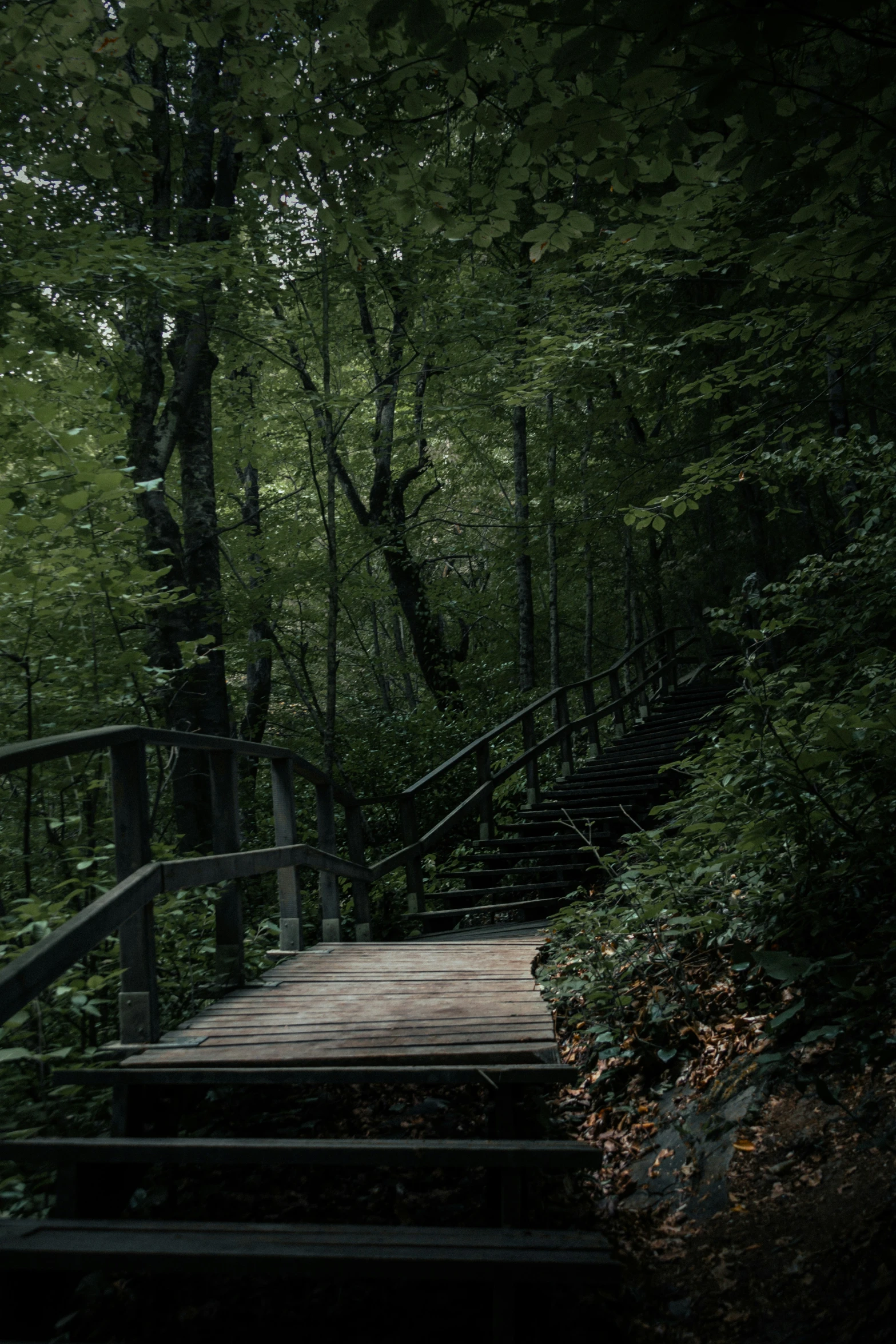 an outdoor stairway leads through a wood forest