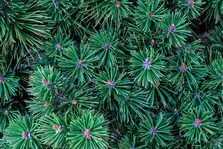 pine needles are very large and close together