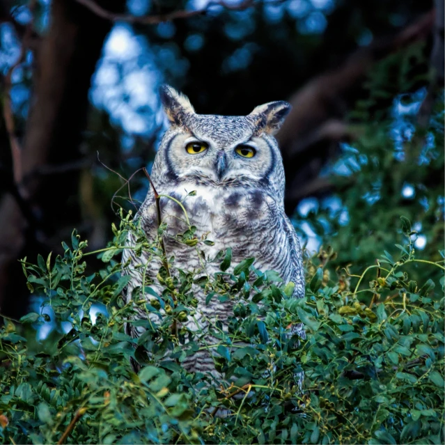 an owl with yellow eyes perched in the bush