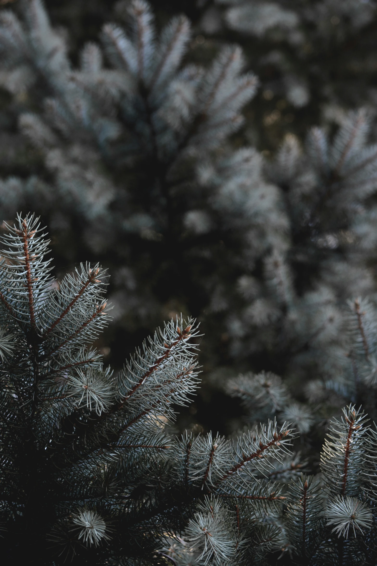 closeup view of a group of fir tree needles