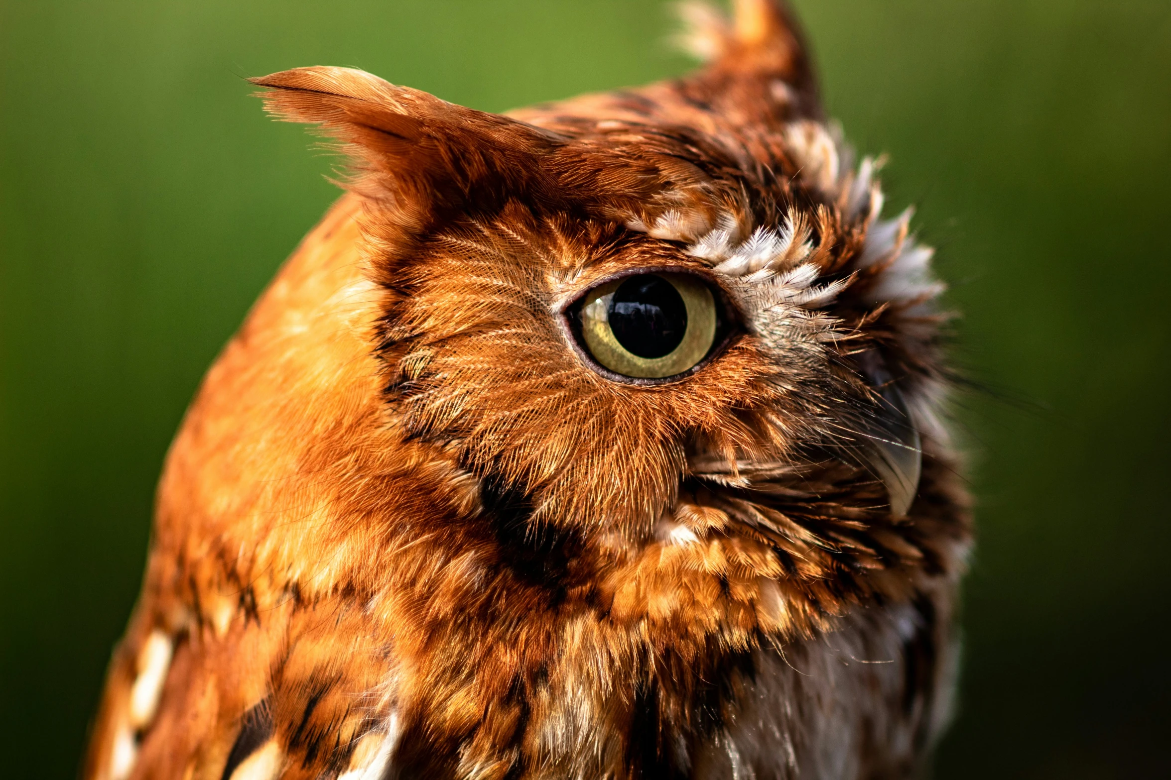 an owl stares at the camera while standing