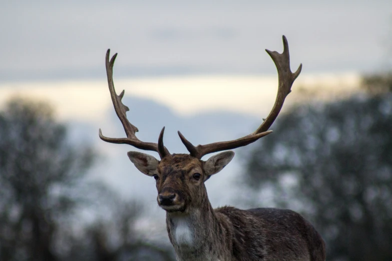 a deer with antlers standing in the wilderness