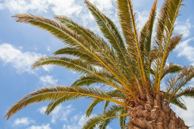 there is a palm tree with a blue sky background