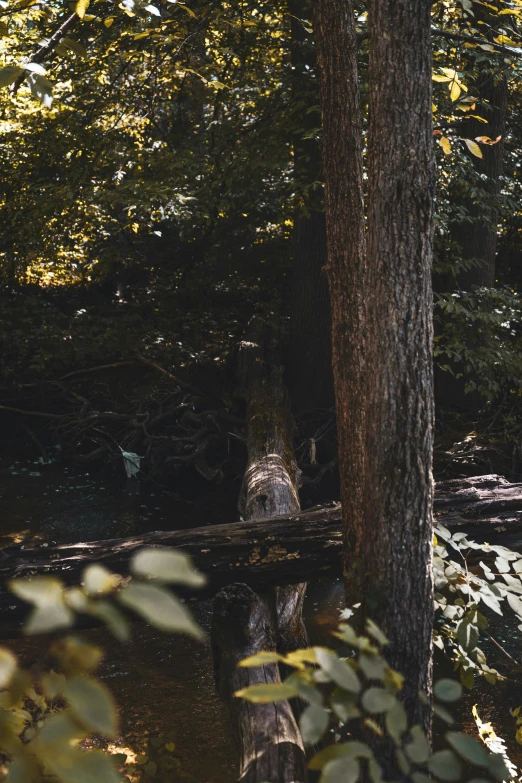 an old fallen tree stands in the middle of a swamp