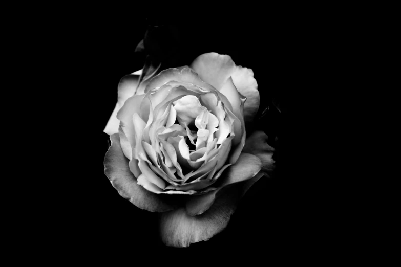 a white and black flower in a black background