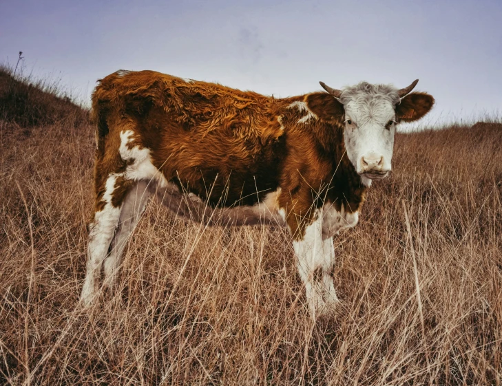 a cow stands in a field on a sunny day