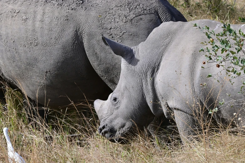 two rhinos are grazing with one laying on its back