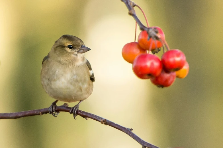 a small bird sits on top of a berry nch