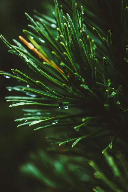the texture of green pine needles is seen here