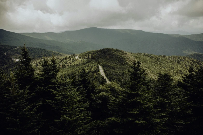 a forest with a large area of trees in the distance