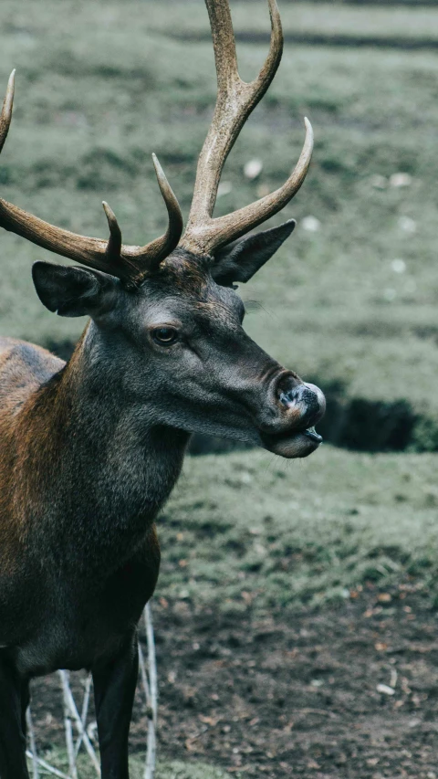 a deer with horns in an open field