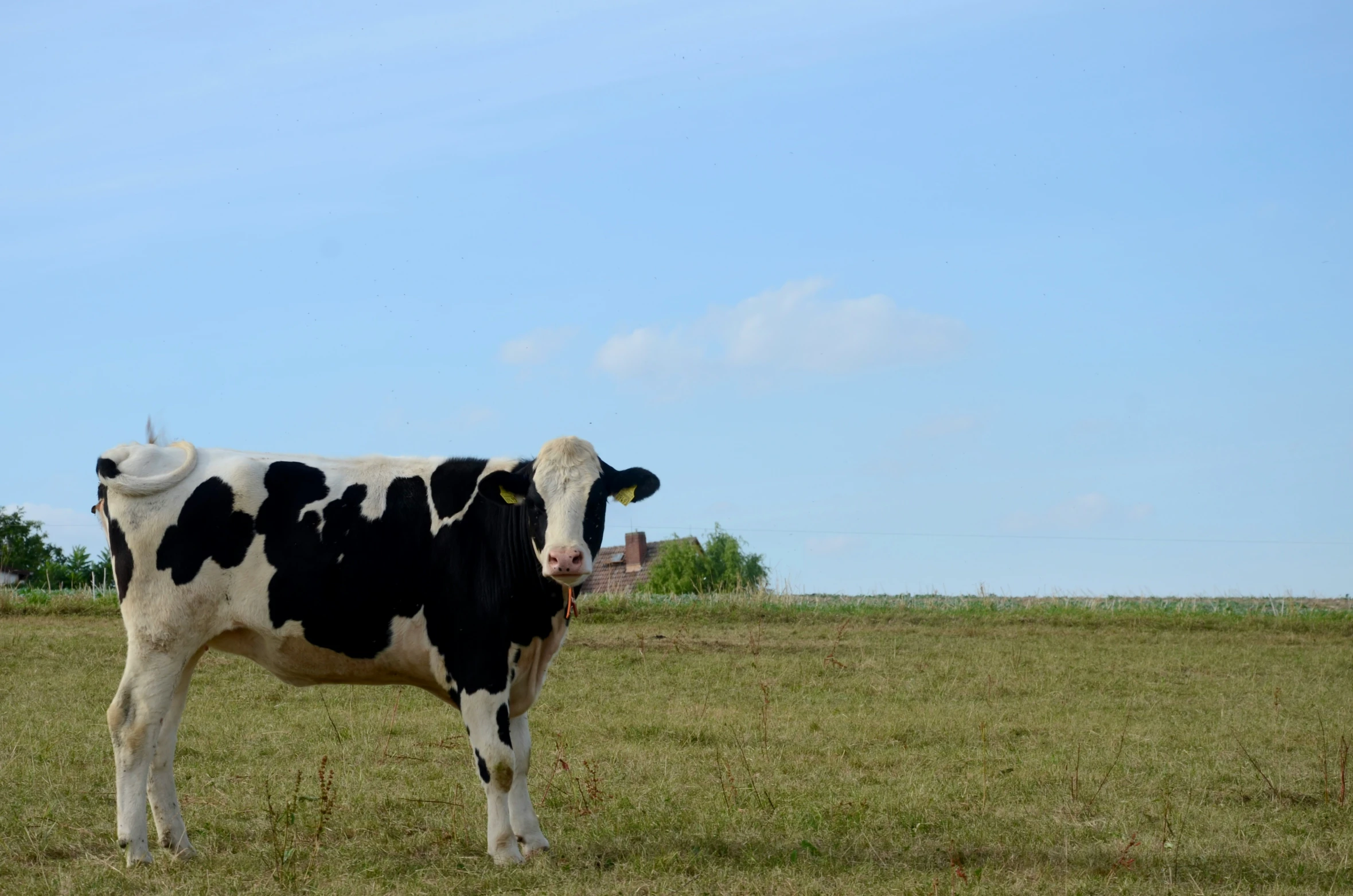 a black and white cow standing in a field