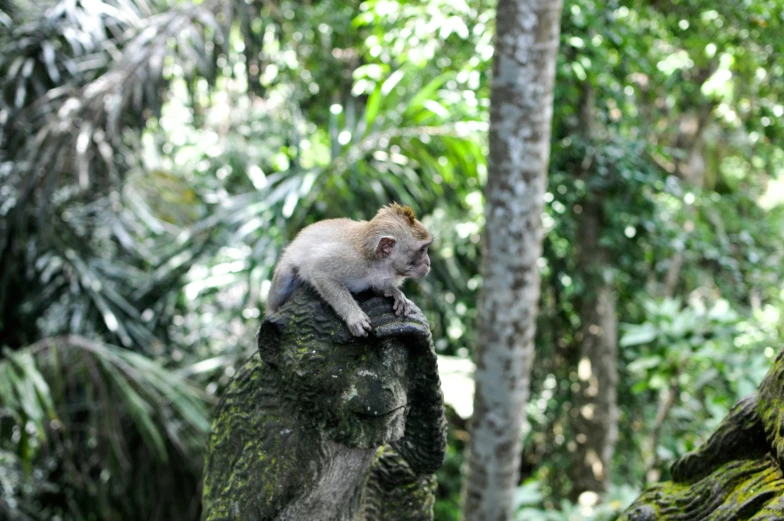 a small monkey sits on the rocks in the forest