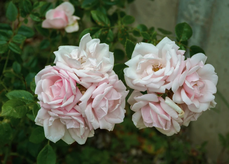 a couple pink roses blooming by some rocks