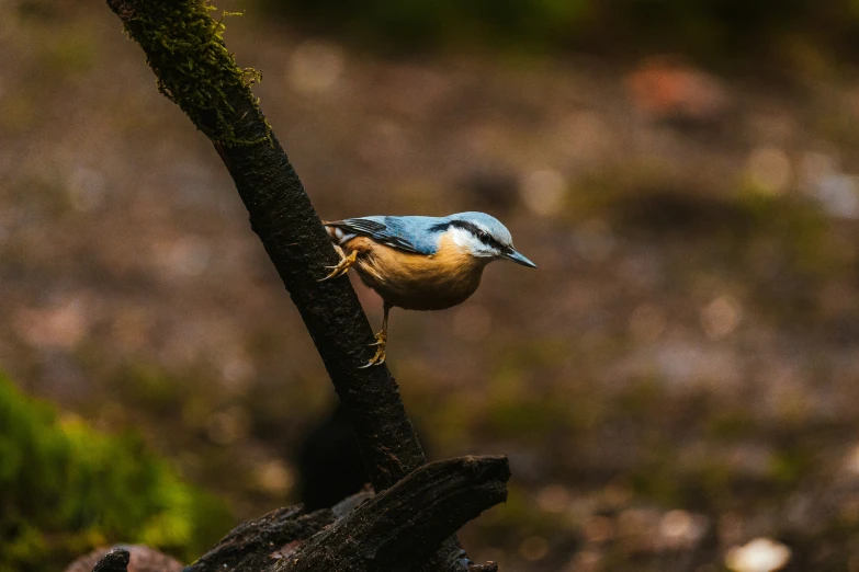 the blue bird perched on the nch of a tree