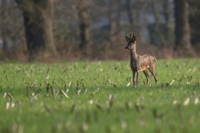 an animal that is standing in the grass