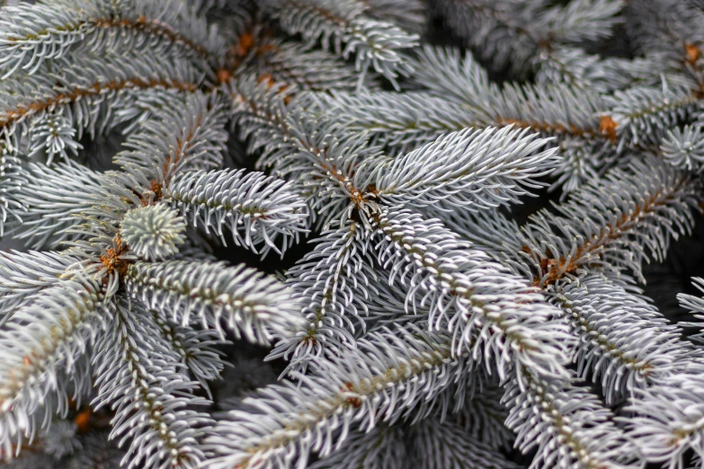 an evergreen tree with lots of white needles