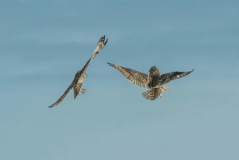 two birds flying through the blue sky