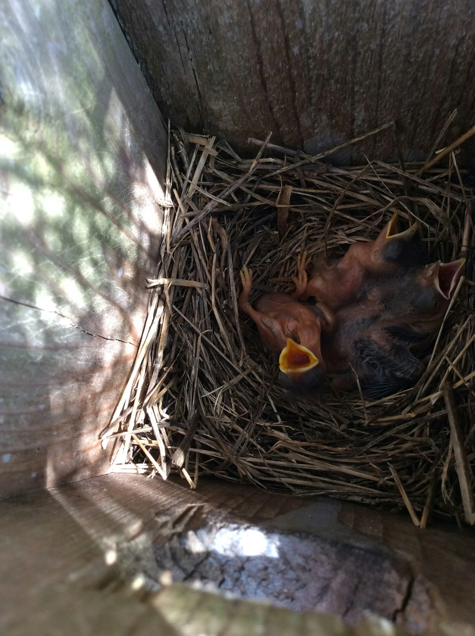 a couple of baby birds in their nest