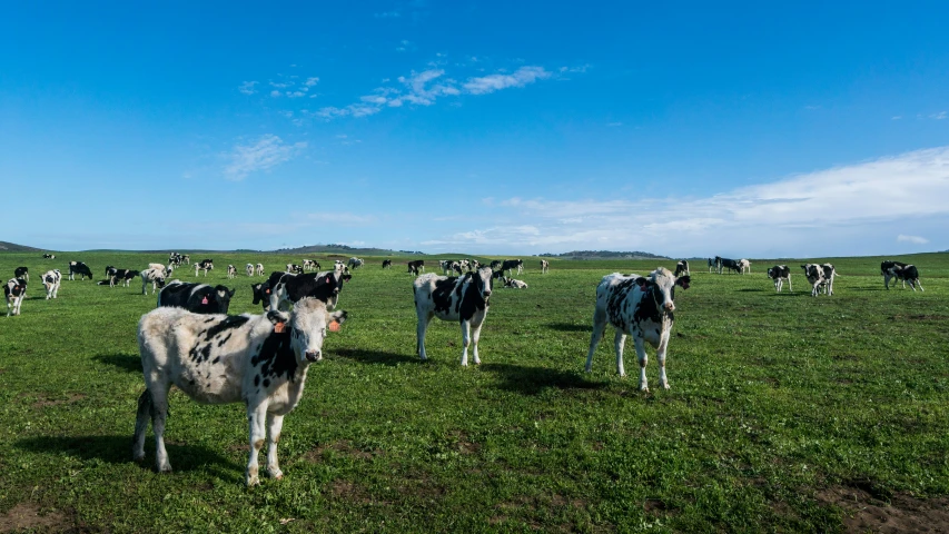 many cows are standing on a grass field