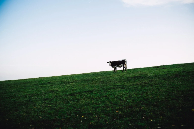 a black cow is grazing on a grassy hill