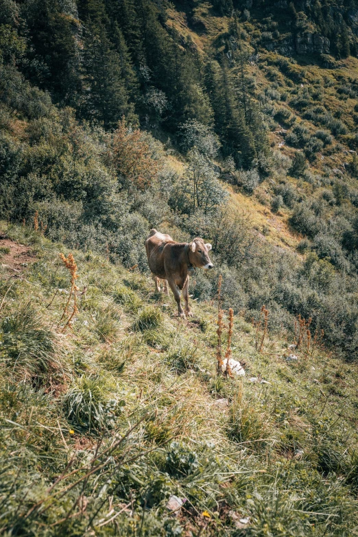 cow standing on the side of a grassy hill