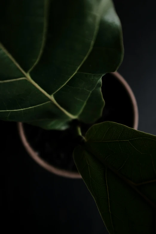 a plant with large leaves in a pot