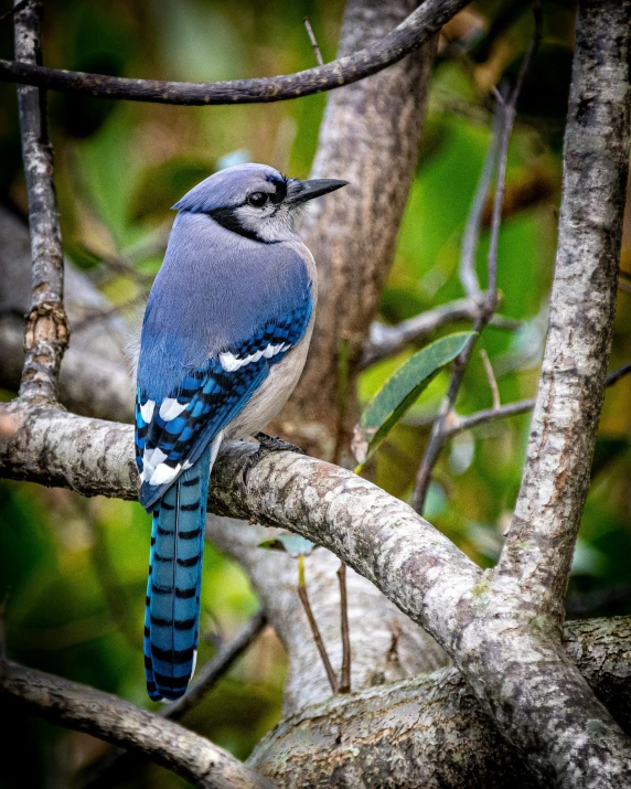 a colorful blue bird is perched on a tree nch