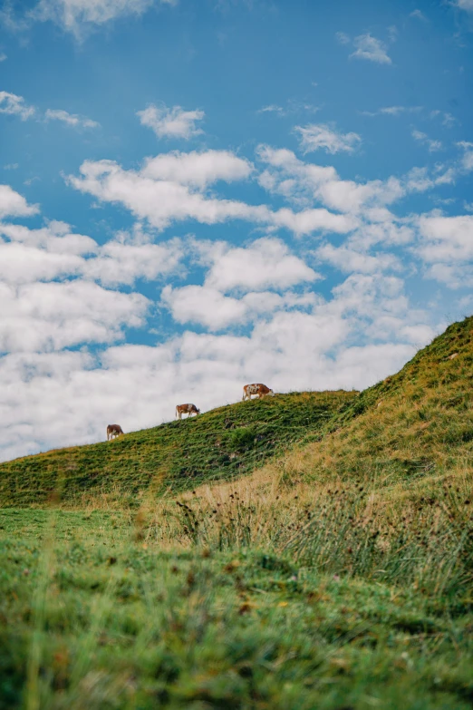 cows are standing on a grassy hill