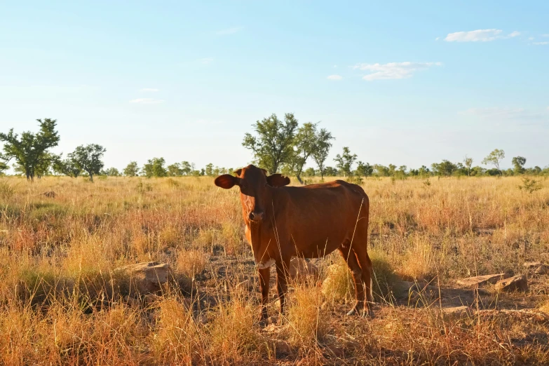 a cow standing in the middle of a field