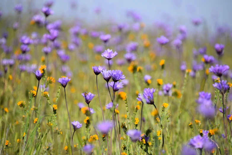 a large field full of wildflowers in yellow and purple