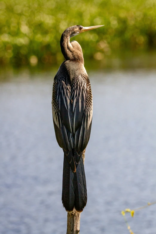 a bird that is standing on top of a pole