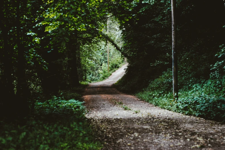 a dirt road through some trees and foliage