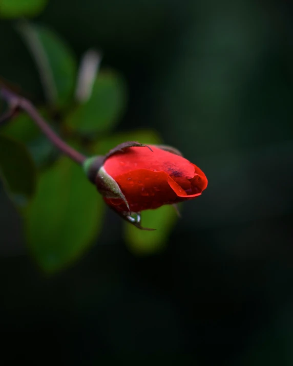 a rose bud hanging from a nch with water drops on it