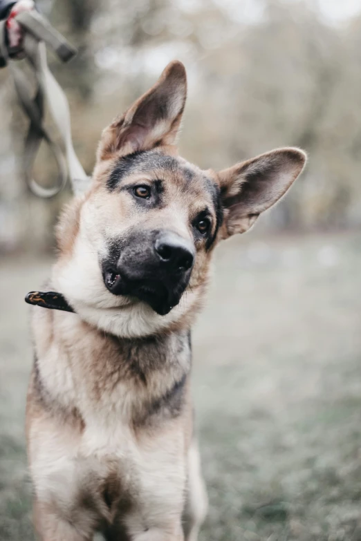 an adorable dog has his head and ears up