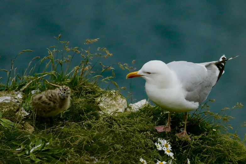 a bird standing on a ledge next to a baby bird