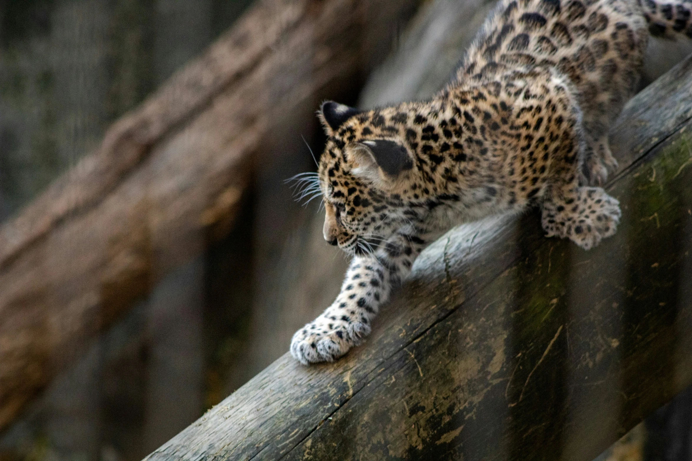 a leopard on a wooden log that is sitting on the ground