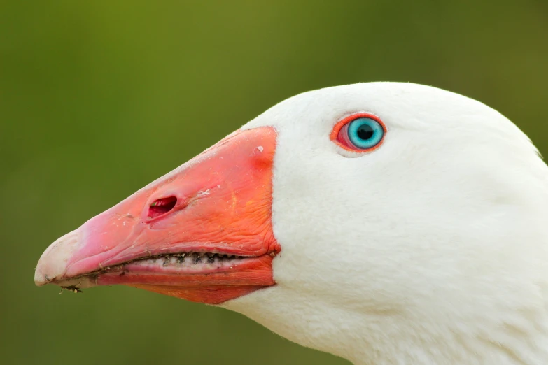 the side view of a duck with red and white feathers