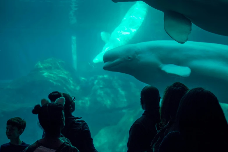 many people are looking at dolphins in an aquarium