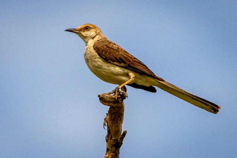 a bird sitting on top of a dead tree limb