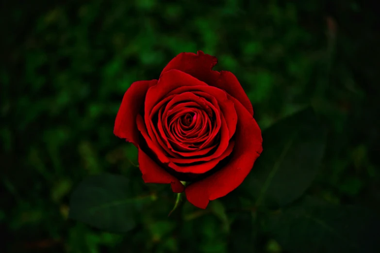 a lone red rose blooming from its petals in the dark