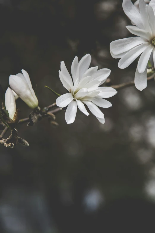 closeup of a single white flower blooming on a nch