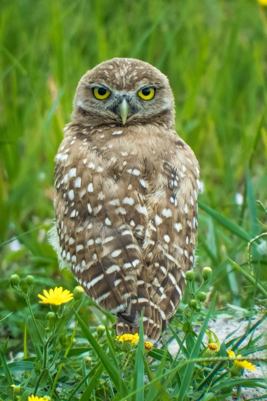 an owl with a white stripe sitting in the grass and yellow flowers